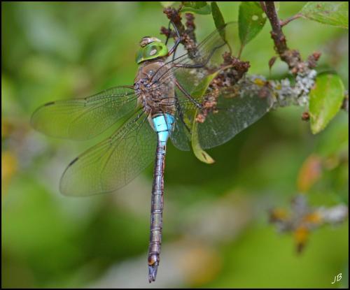 Anax parthenope